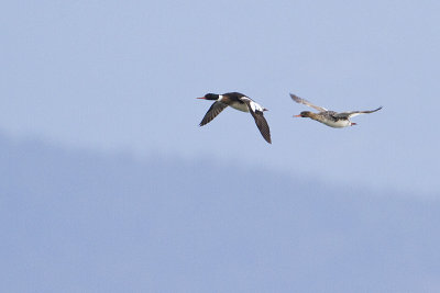 red-breasted mergansers 040410_MG_3921