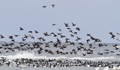 sea-ducks 040410_MG_5037