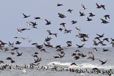 sea- ducks 040410_MG_5048