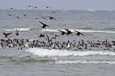 sea-ducks 040410_MG_5392