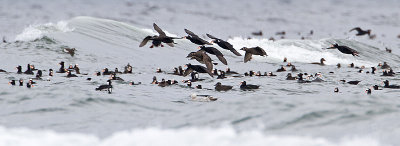 surf scoters 040410_MG_4501