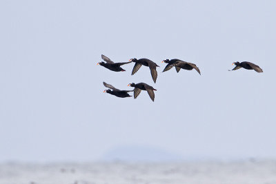 surf scoters 040410_MG_4591