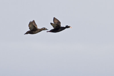 surf scoters 040410_MG_5018