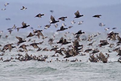 surf scoters 040410_MG_5020