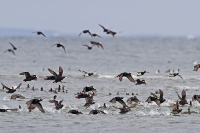 surf scoters 040410_MG_5321