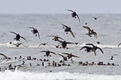 surf scoters 040410_MG_5388