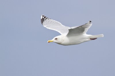 thayer's gull 040410_MG_4726