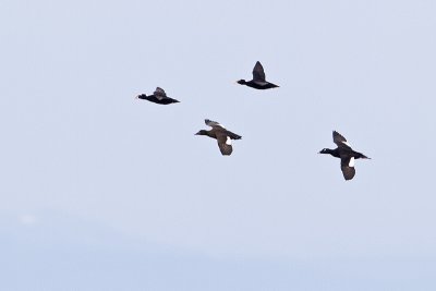white-winged & surf scoters 040410_MG_5120