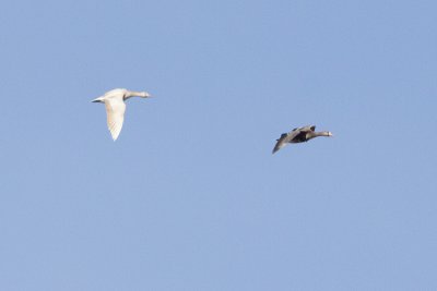 greater white-fronted geese 041710_MG_4067