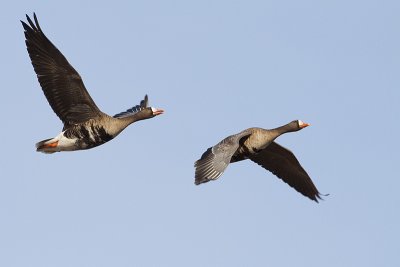 greater white-fronted geese 041710_MG_4731