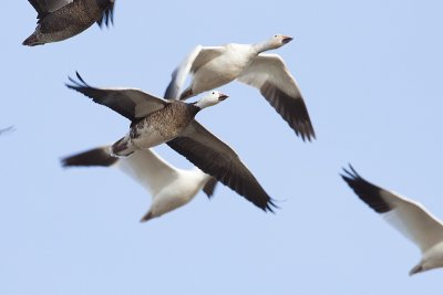 snow geese 041710_MG_4700