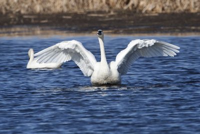 tundra swans 041710_MG_4125