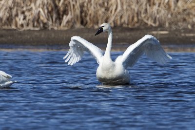 tundra swan 041710_MG_4509