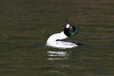 common goldeneye 042110_MG_9350