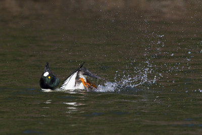 common goldeneye 042110_MG_9353