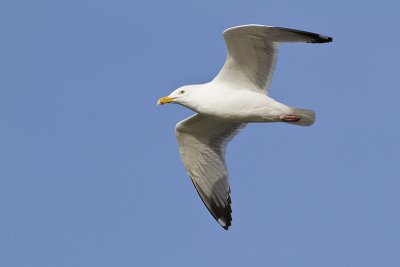 herring gull 041410_MG_7835