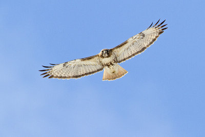 red-tailed hawk 041110_MG_7006