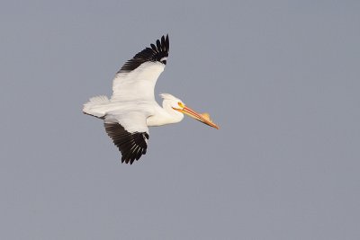 american white pelican 041910_MG_5696