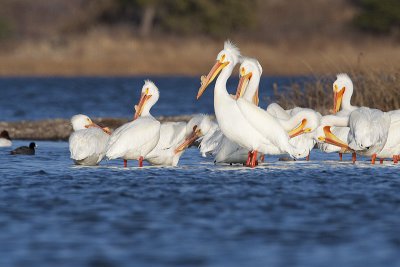 american white pelicans 041910_MG_5828