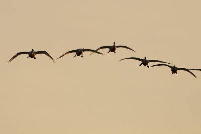 tundra swans 041910_MG_6207