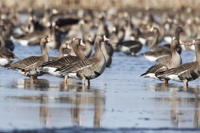 greater white-fronted geese 042210_MG_7504