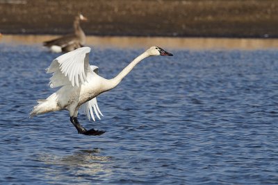 tundra swan 042210_MG_7240