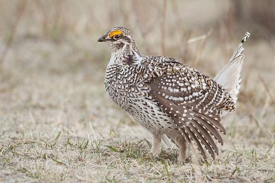 sharp-tailed grouse 042210_MG_6291