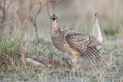 sharp-tailed grouse 042210_MG_6792