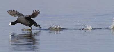 american coot 050110_MG_0587
