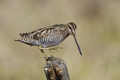 wilson's snipe 050110_MG_0951