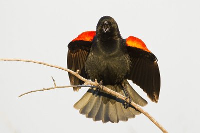 red-winged blackbird 050210_MG_2200