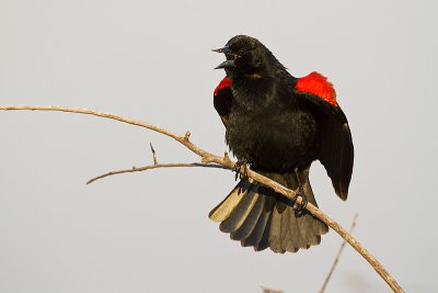 red-winged blackbird 050210_MG_2221