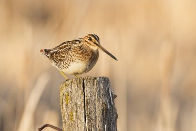 wilson's snipe 050210_MG_2183