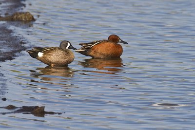 blue-winged & cinnamon teal 050710_MG_2281