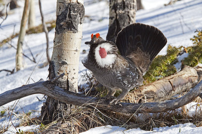 dusky grouse 050810_MG_8164