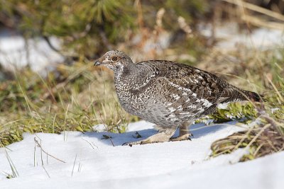 dusky grouse 050810_MG_8317