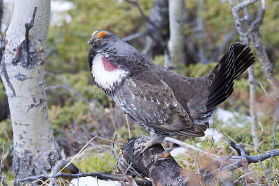 dusky grouse 050810_MG_8421