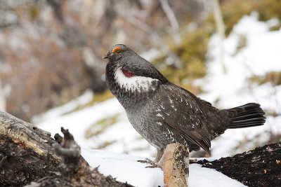 dusky grouse 050810_MG_8613