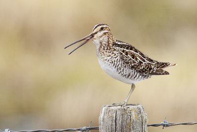 wilson's snipe 050910_MG_8716