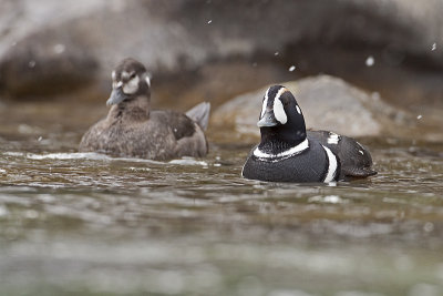 harlequin ducks 050910_MG_0020