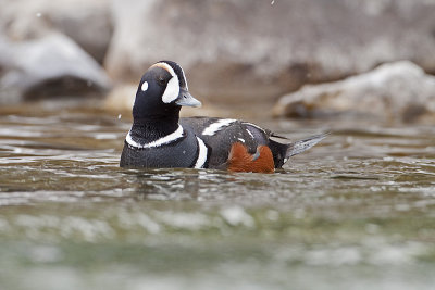 harlequin duck 050910_MG_0072