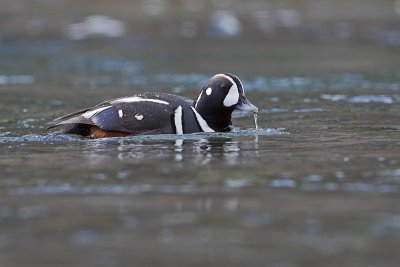 harlequin duck 050910_MG_9089