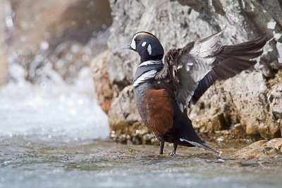 harlequin duck 050910_MG_9281