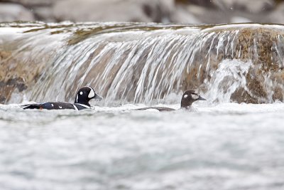 harlequin ducks 050910_MG_9655