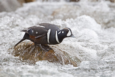 harlequin duck 050910_MG_9809