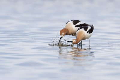 american avocets 051010_MG_8773