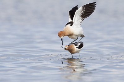 american avocets 051010_MG_8786