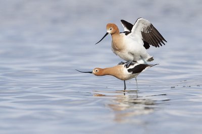 american avocets 051010_MG_8796