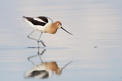 american avocet 051010_MG_8893