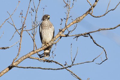 broad-winged hawk 051210_MG_9122